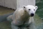 Polar bear