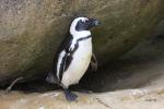 African penguin