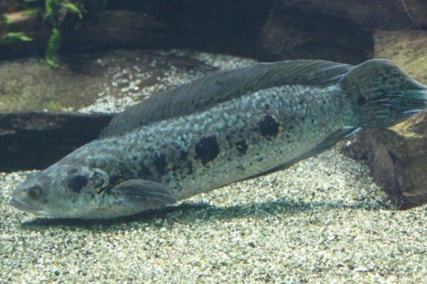 Blackblotch snakehead