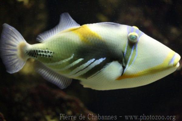 White-banded triggerfish