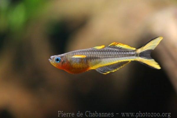 Forktail rainbowfish