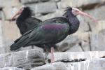 Northern bald ibis