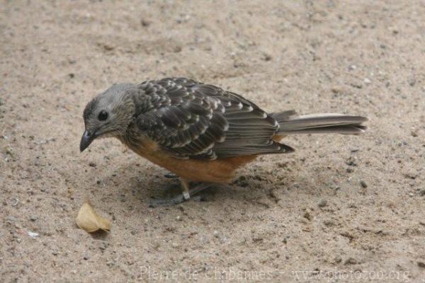 Fawn-breasted bowerbird