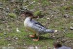 Scaly-sided merganser