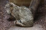 Geoffroy's Cat