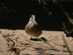 Pink-eared duck