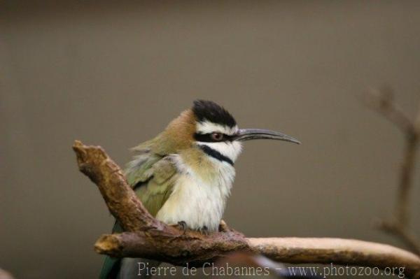 White-throated bee-eater