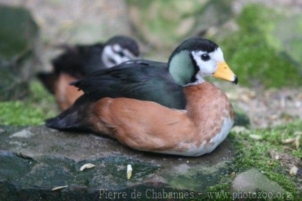 African pygmy-goose