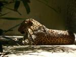 Indian leopard