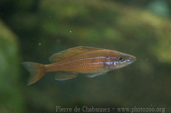 Herring cichlid