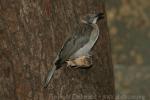 Little friarbird