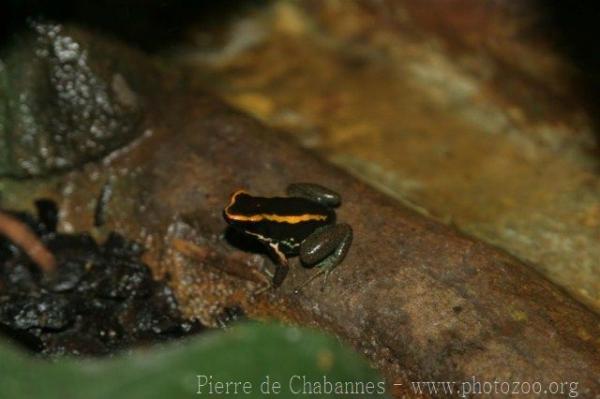 Golfodulcean poison-frog