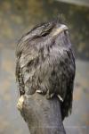 Tawny frogmouth