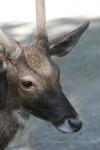 White-lipped deer