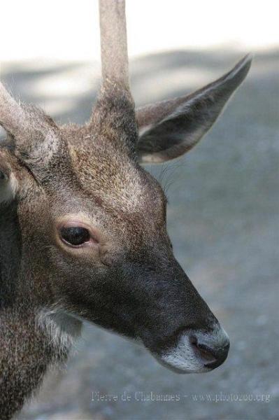 White-lipped deer