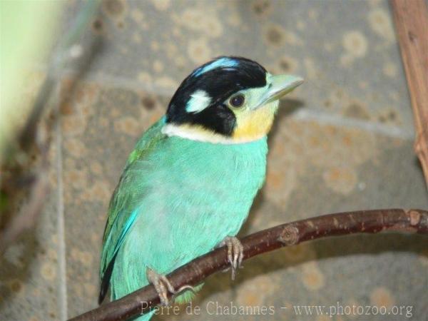 Long-tailed broadbill *