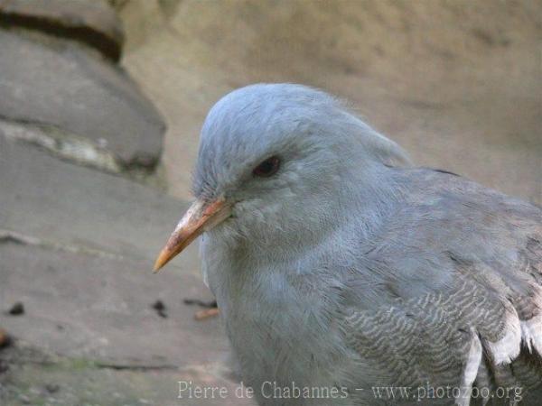 Kagu