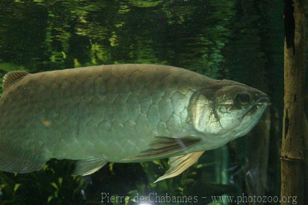 Asian bonytongue