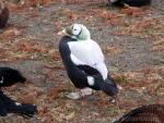 Spectacled eider