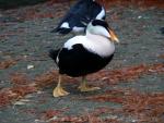 Pacific common eider