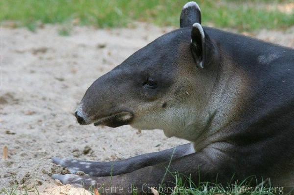 Central American Tapir