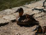 White-backed duck