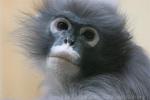 Dusky leaf-monkey