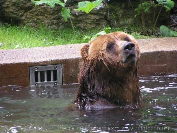 Kodiak brown bear