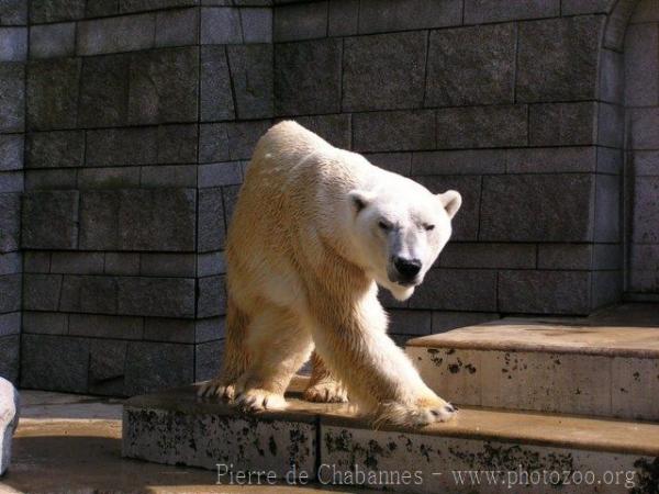 Polar bear