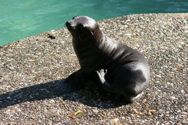 Californian sea-lion