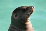 Californian sea-lion