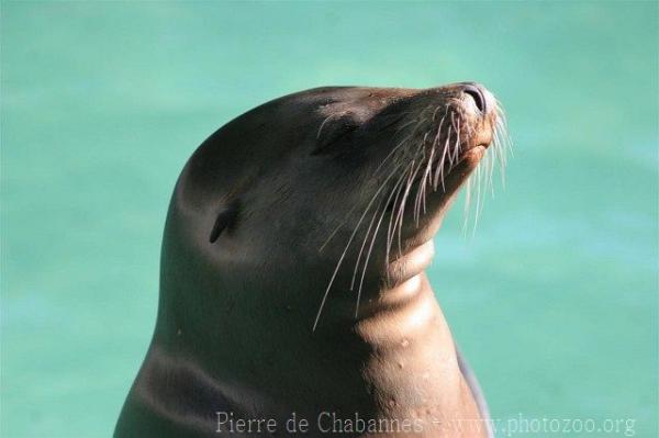 Californian sea-lion