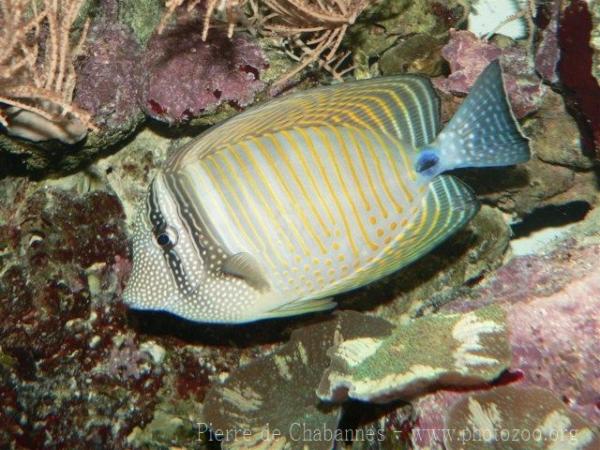 Indian sailfin tang