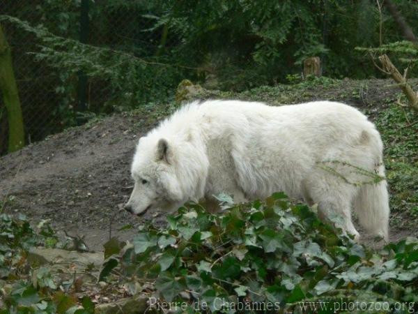 Hudson-bay wolf