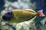 Redtail triggerfish *