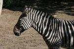 Grant's zebra