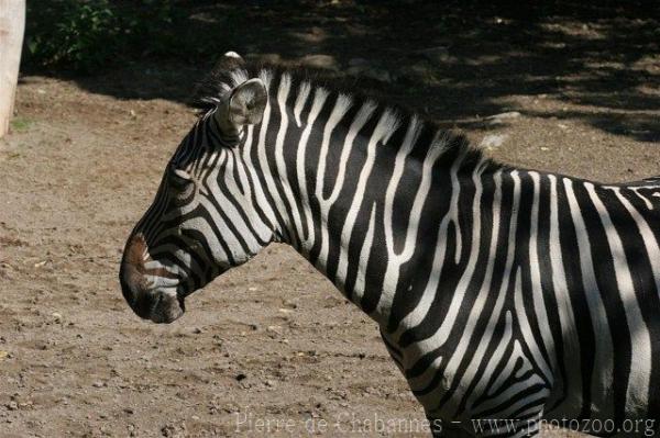 Grant's zebra