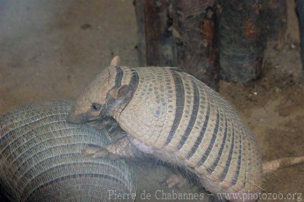 Yellow armadillo