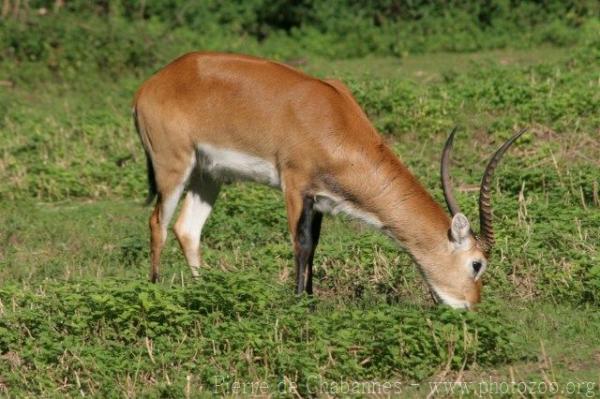 Kafue flats lechwe