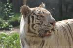 Mainland (White) tiger