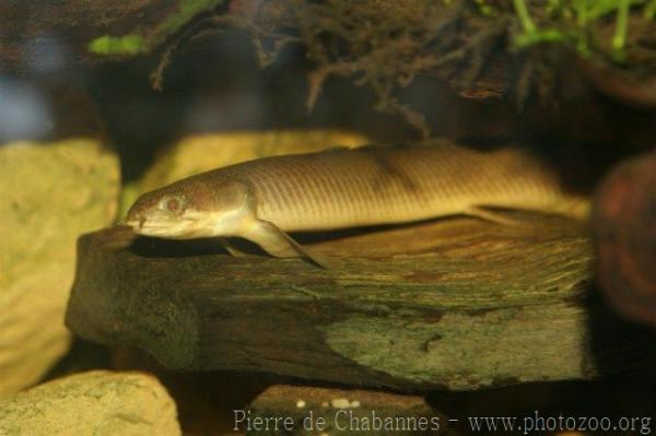 Gray bichir