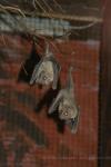 Egyptian fruit bat