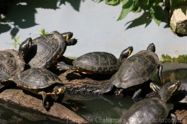 Yellow-eared slider