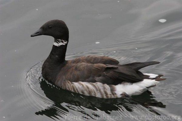 Alaskan black brant