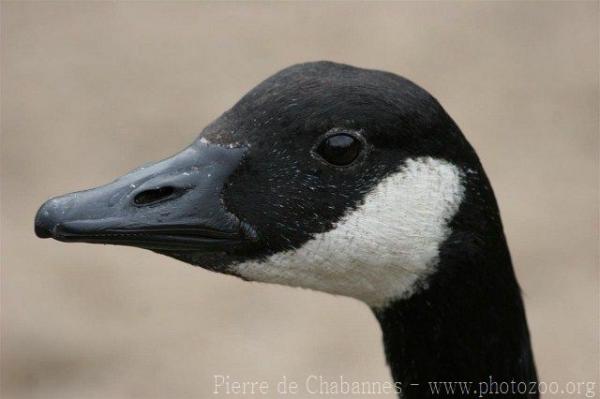 Atlantic Canada goose