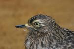 Spotted thick-knee