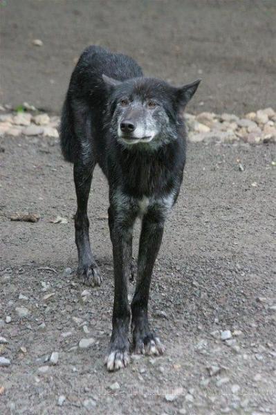 Mackenzie valley wolf