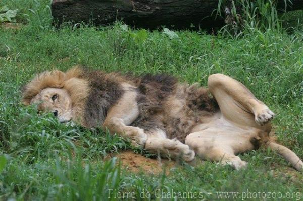 East-African (Transvaal) Lion