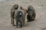 Olive baboon