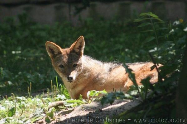 Black-backed jackal *